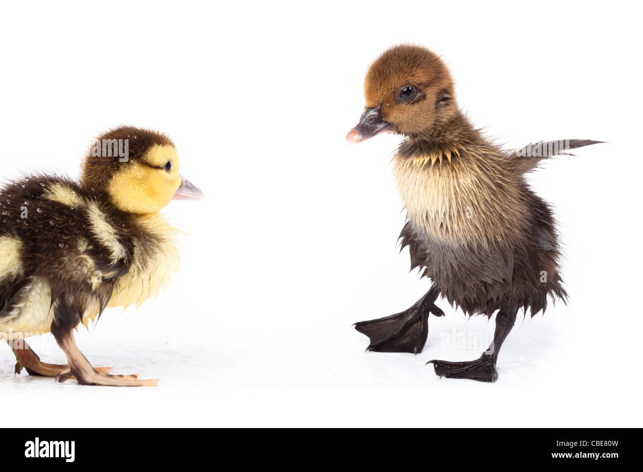 Petit Canard in front of white background, isolé. La photo est faite en studio. Banque D'Images