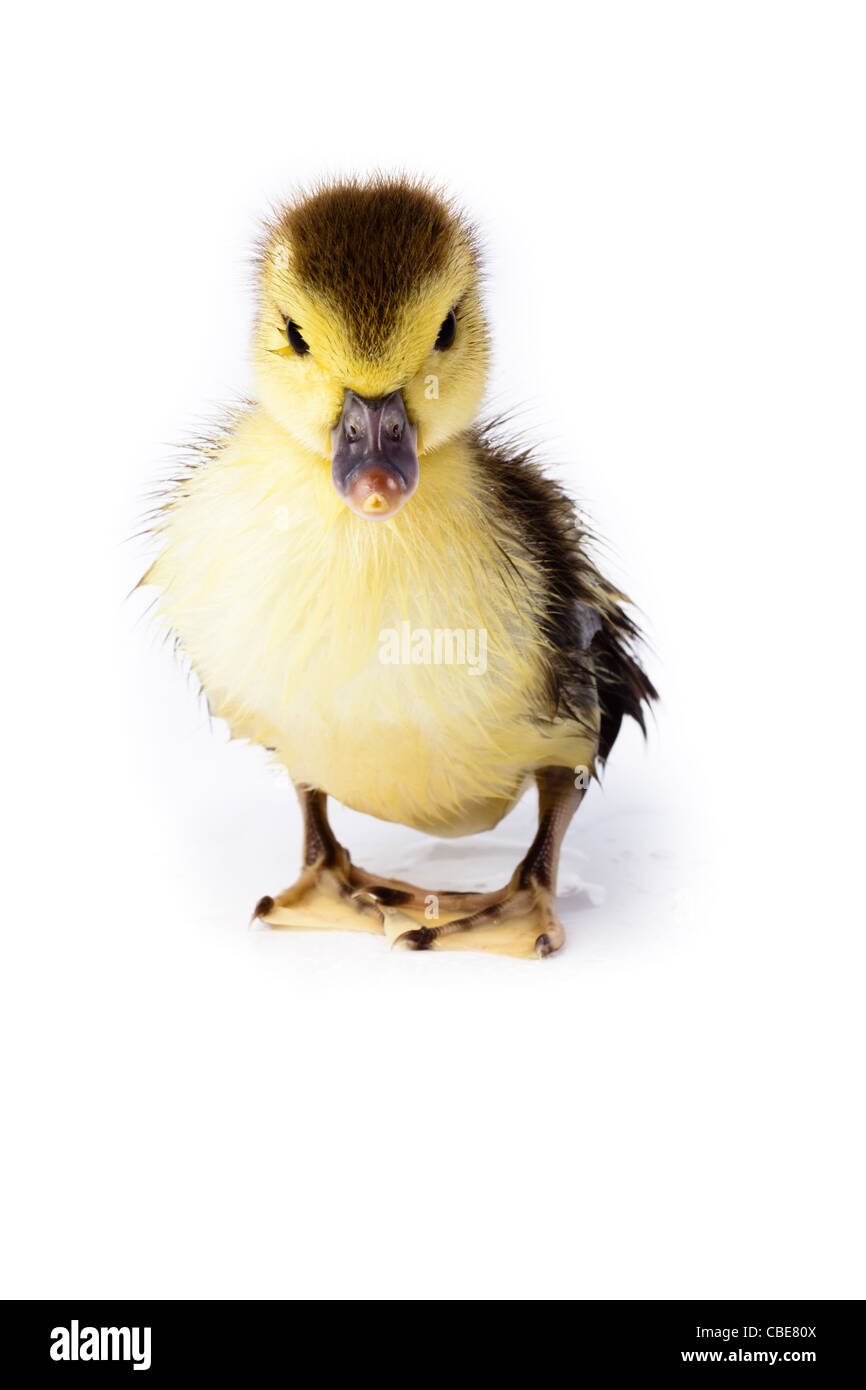 Petit Canard in front of white background, isolé. La photo est faite en studio. Banque D'Images