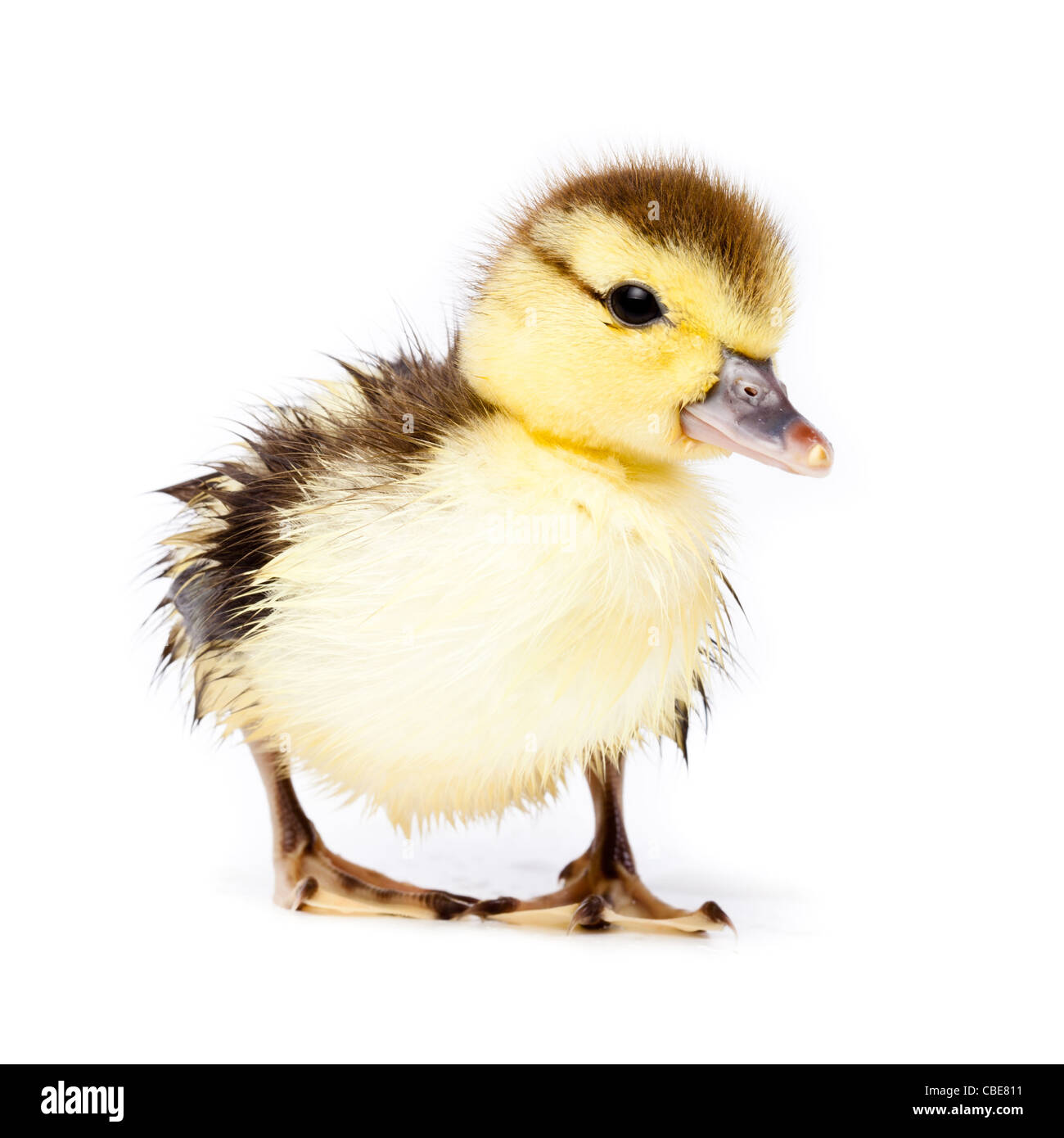 Petit Canard in front of white background, isolé. La photo est faite en studio. Banque D'Images