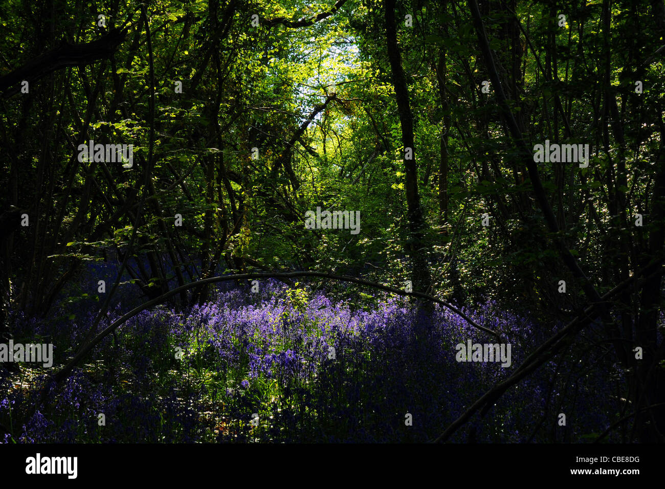 BLUEBELL WOOD, Southwick, HAMPSHIRE Banque D'Images