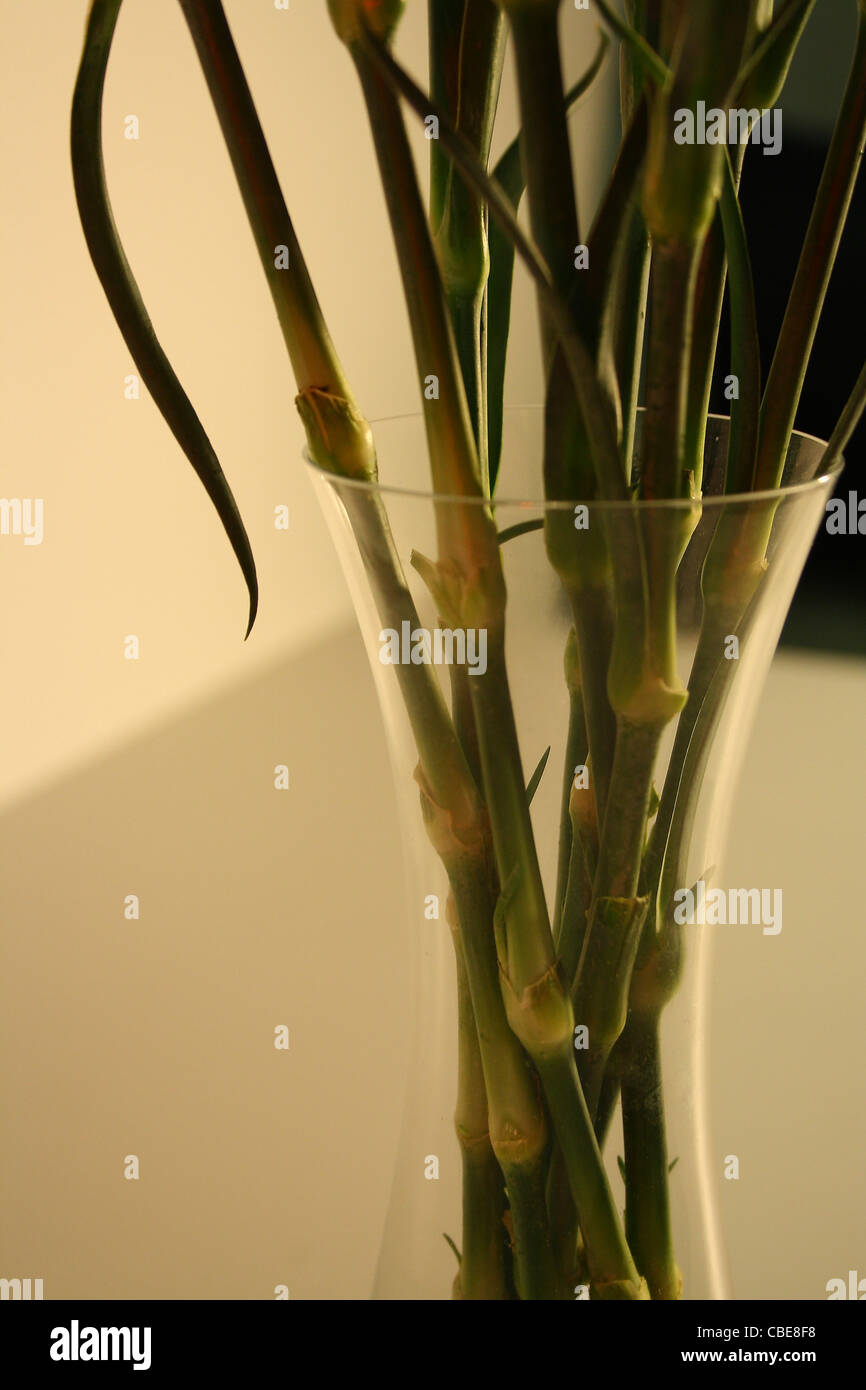 Les tiges de fleurs dans un vase en verre Banque D'Images
