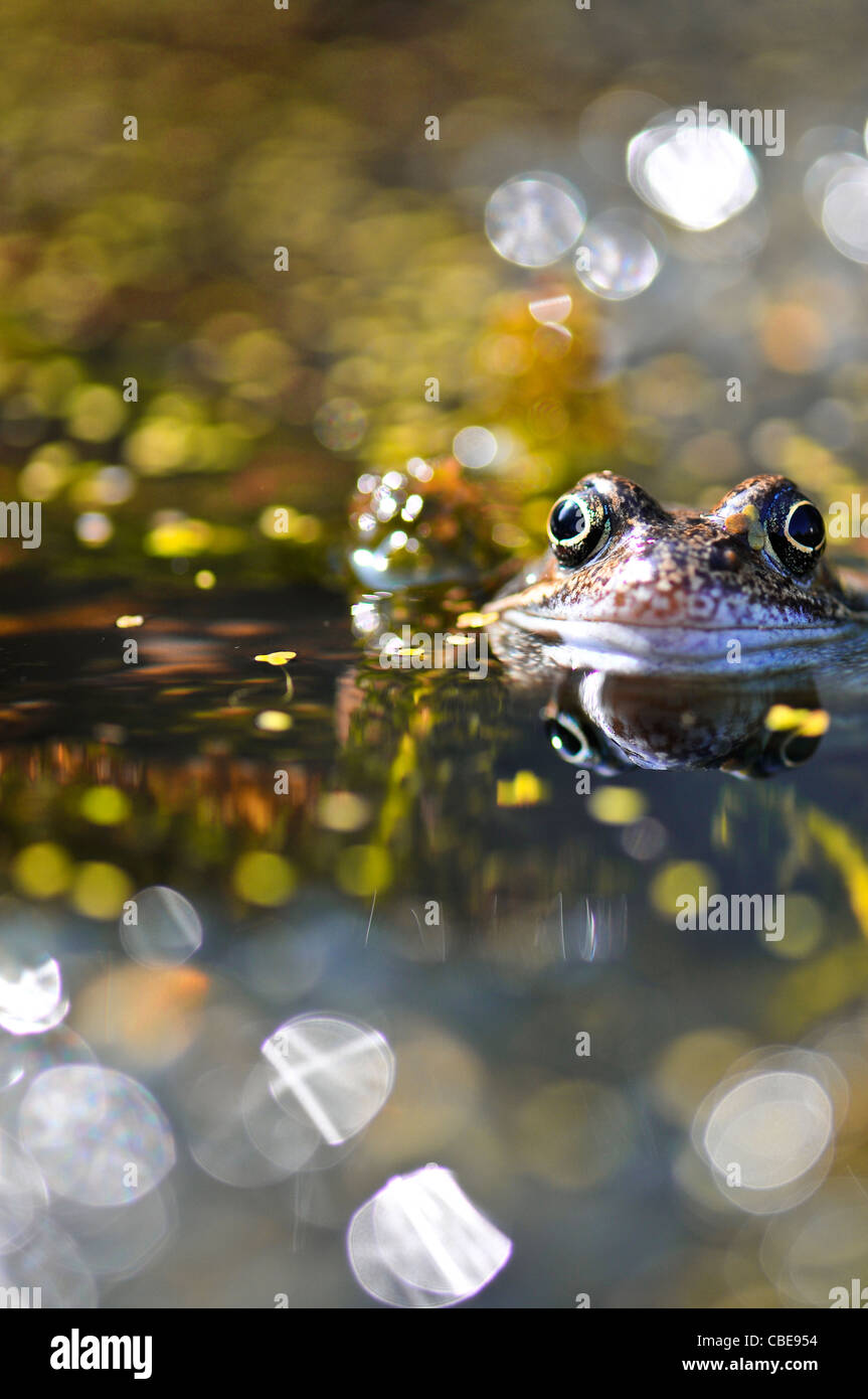 Grenouille dans un étang de jardin. Format vertical avec copyspace. Banque D'Images