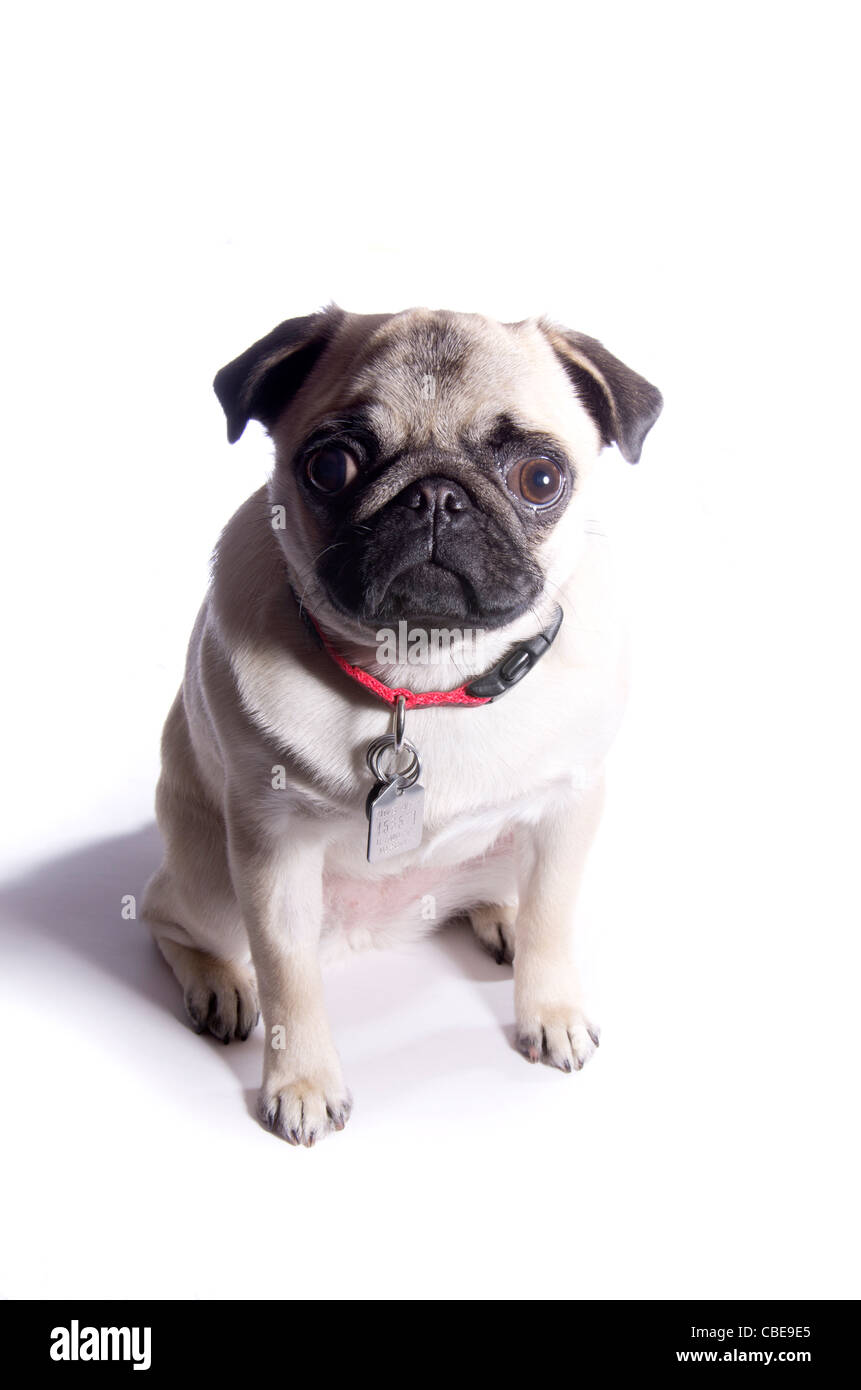 A 10 mois chien Pug chinois sur un haut fond clés. Banque D'Images