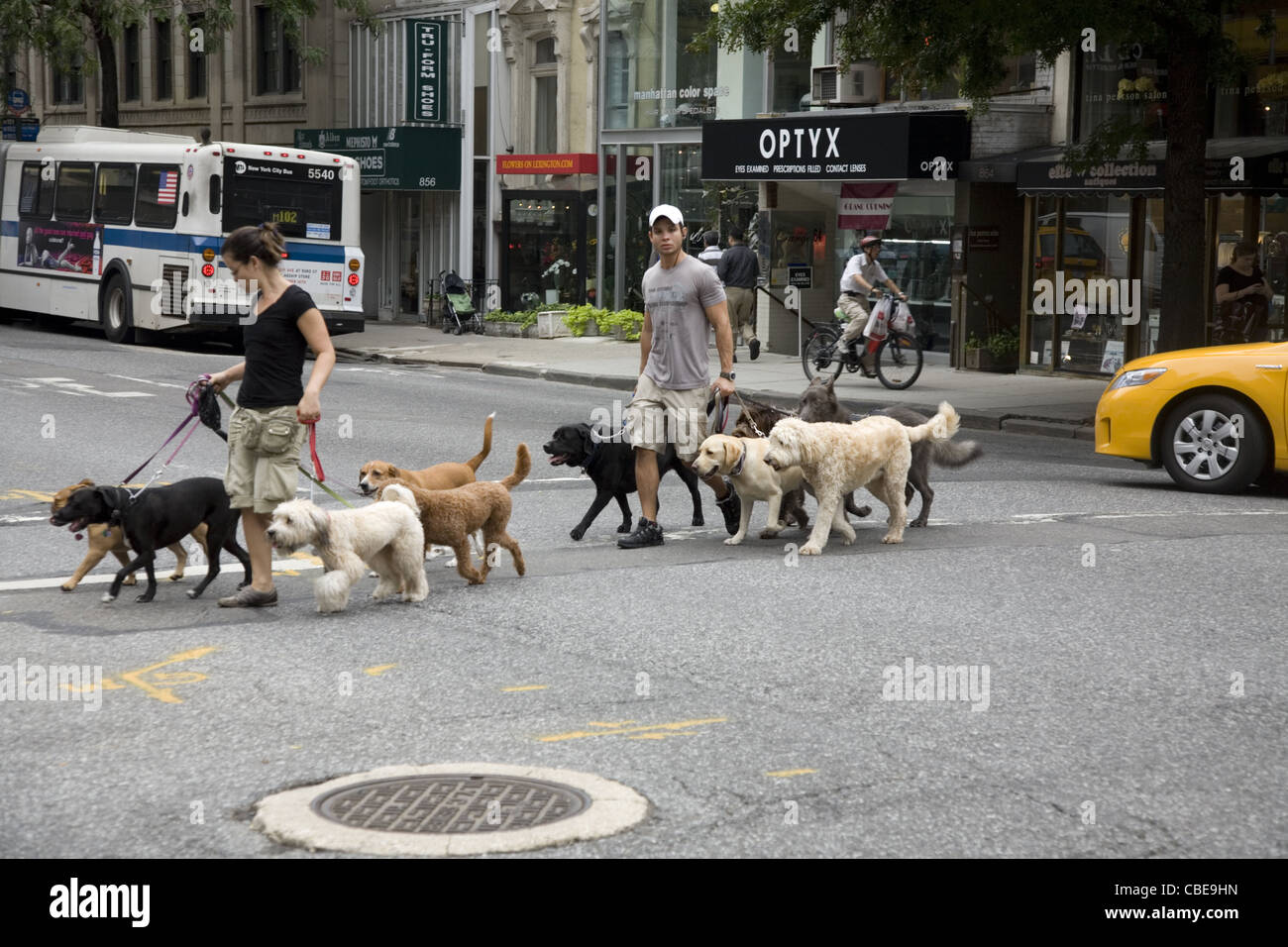 Les promeneurs de chiens au travail crossing Lexington Avenue et 66th Street à New York. Banque D'Images