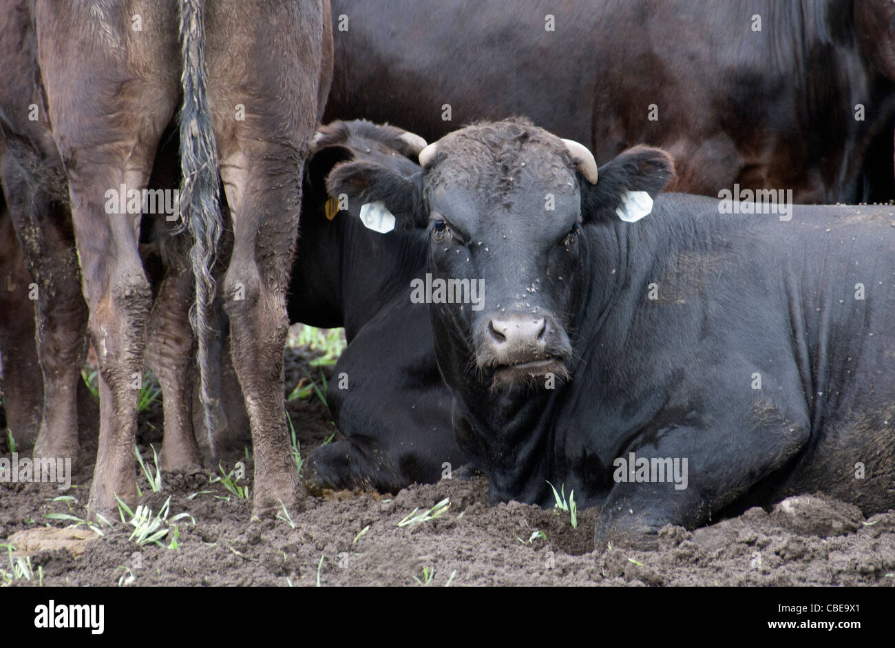 Un boeuf assis dans la boue, entouré de plusieurs autres bovins debout autour Banque D'Images