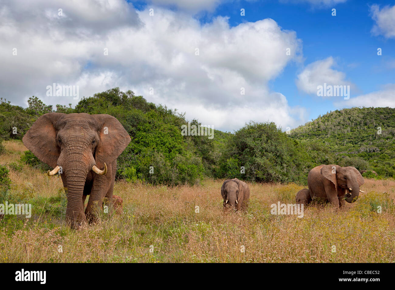 Troupeau d'éléphants (Loxodonta Africana ) dans le Kariega Game Reserve situé dans la province orientale du Cap, Afrique du Sud Banque D'Images