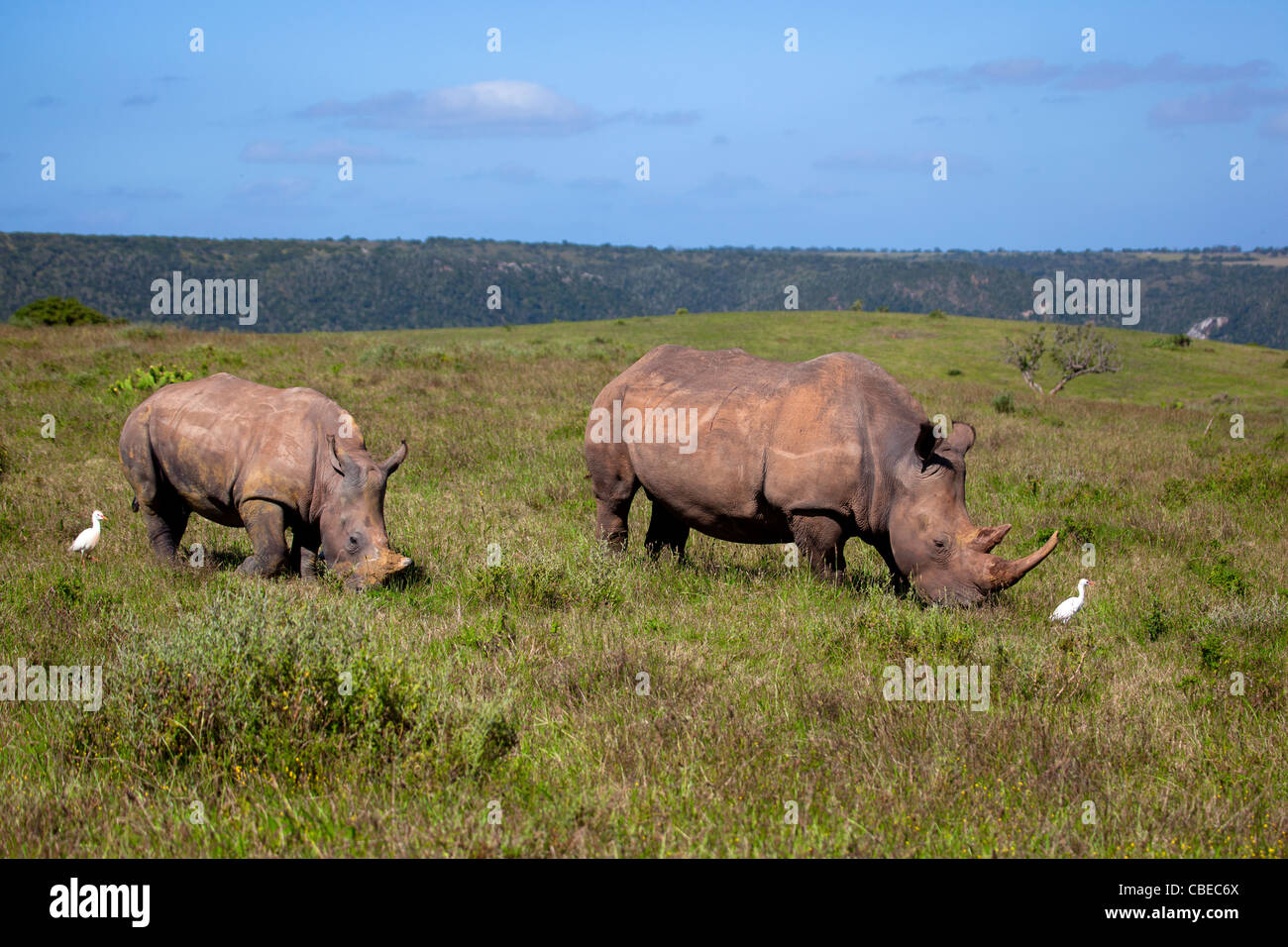 Rhinocéros blanc ou Square-lipped rhinoceros (Ceratotherium simum) capturés dans Kariega Game Reserve, Afrique du Sud Banque D'Images