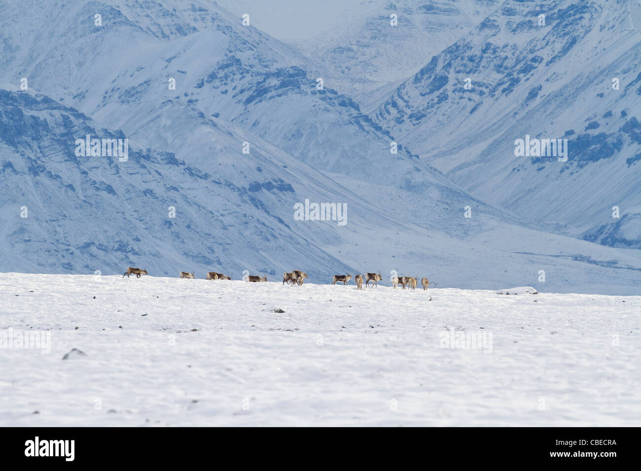 Le caribou (Rangifer tarandus) un troupeau dans la neige sur la migration vers le sud, au versant nord de Brooks, de l'Alaska en Octobre Banque D'Images