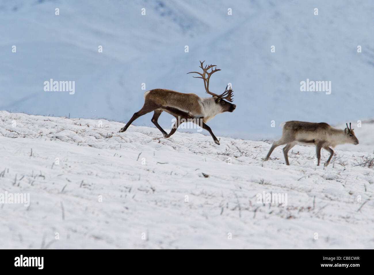 Le caribou (Rangifer tarandus) Bull & calf dans la neige sur la migration vers le sud, au versant nord de Brooks, de l'Alaska en Octobre Banque D'Images