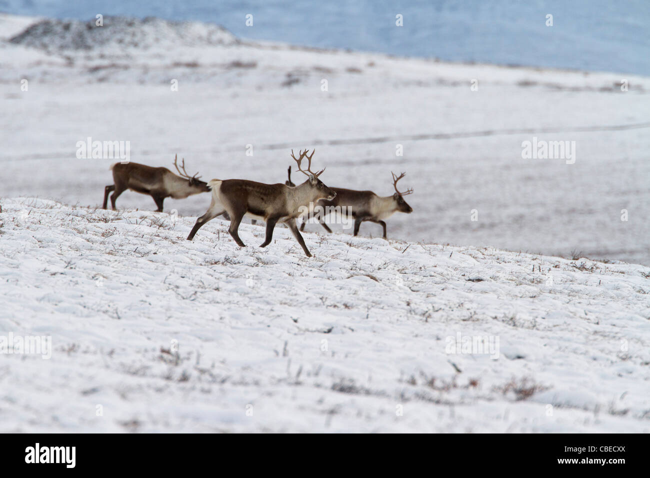 Le caribou (Rangifer tarandus) Bull & les femmes dans la neige sur la migration vers le sud, au versant nord de Brooks, de l'Alaska en Octobre Banque D'Images