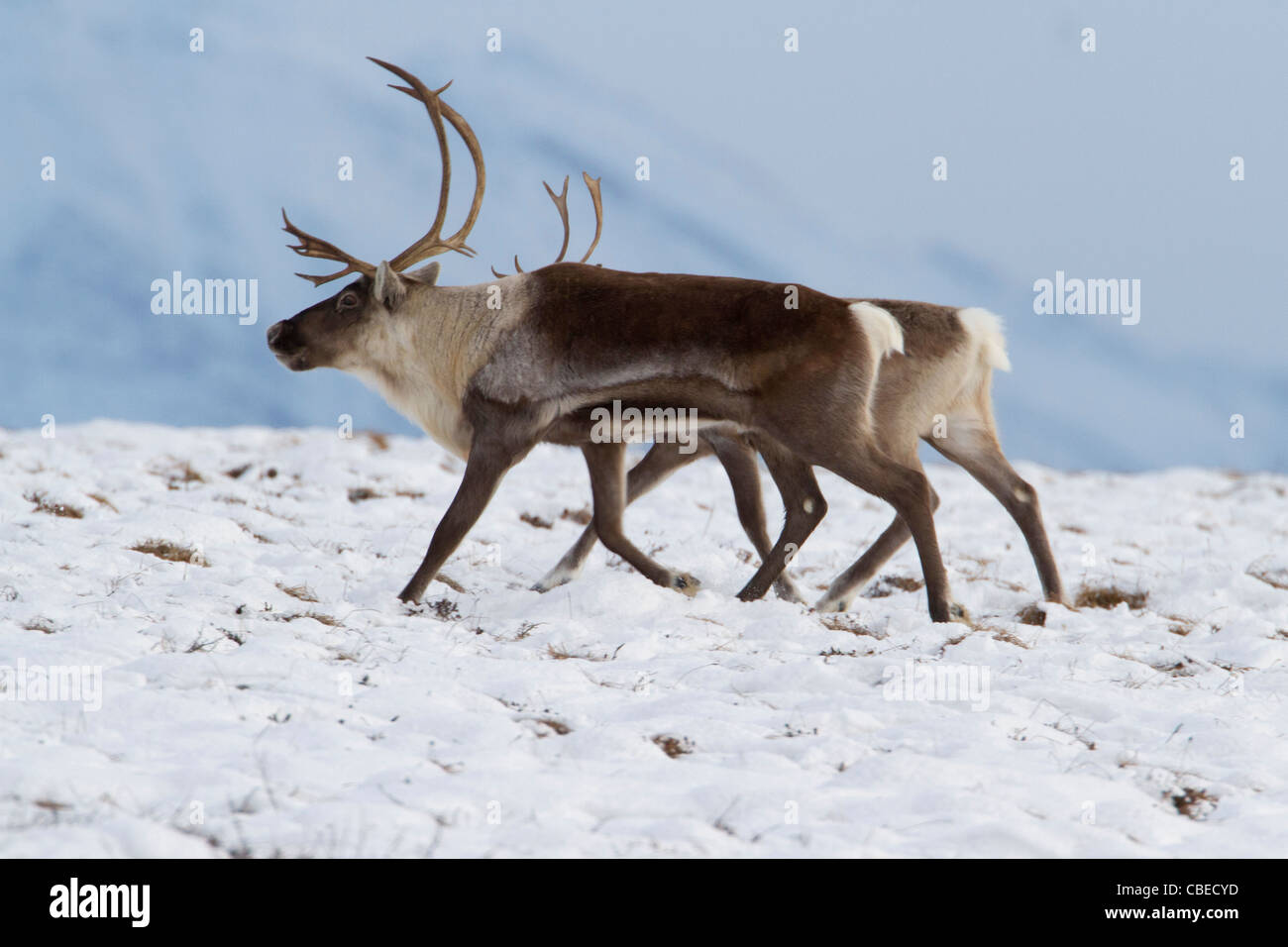 Le caribou (Rangifer tarandus) bull et femelle dans la neige sur la migration vers le sud, au versant nord de Brooks, de l'Alaska en Octobre Banque D'Images
