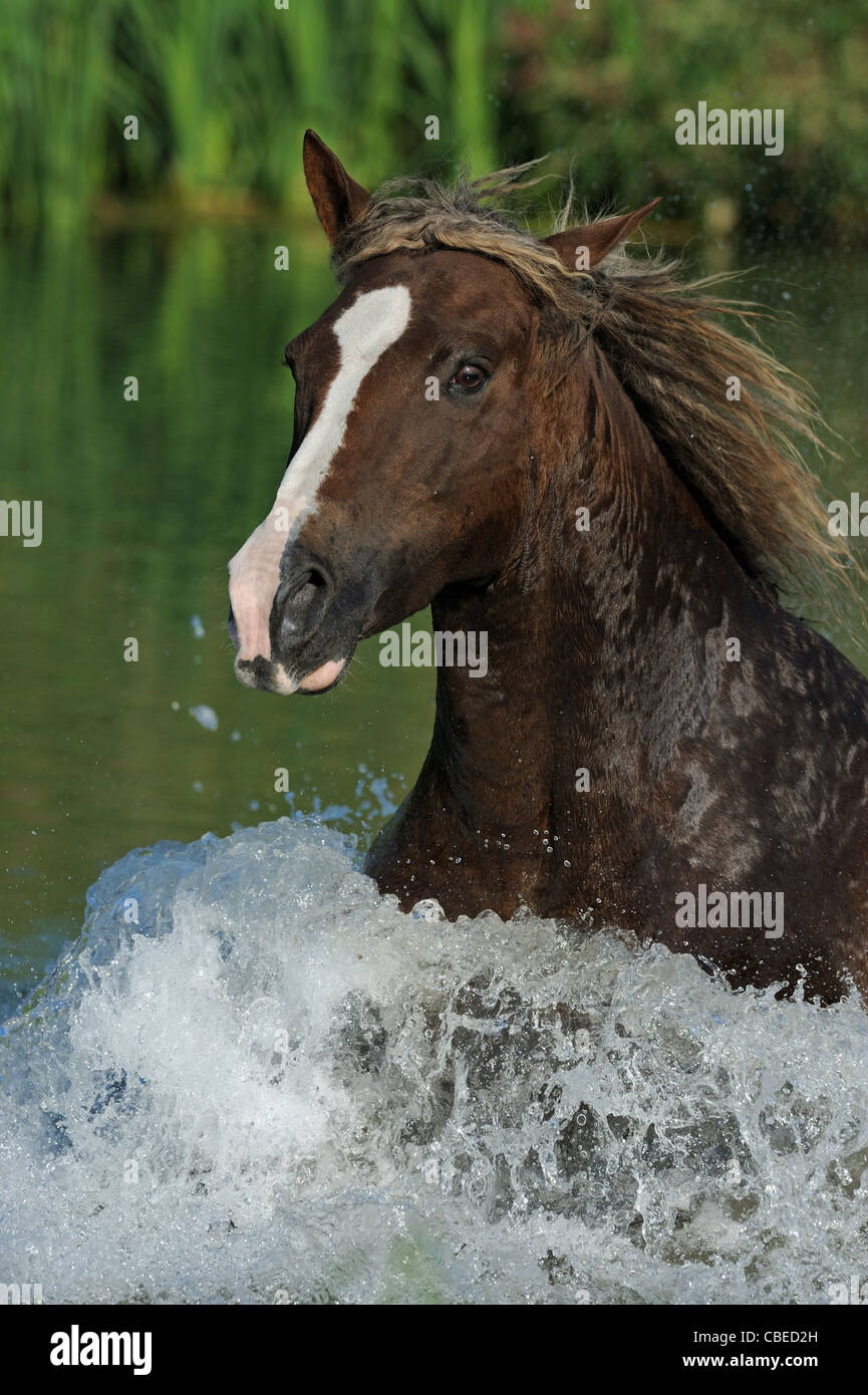 Cheval Curly (Equus ferus caballus). Mare dans l'eau. Banque D'Images