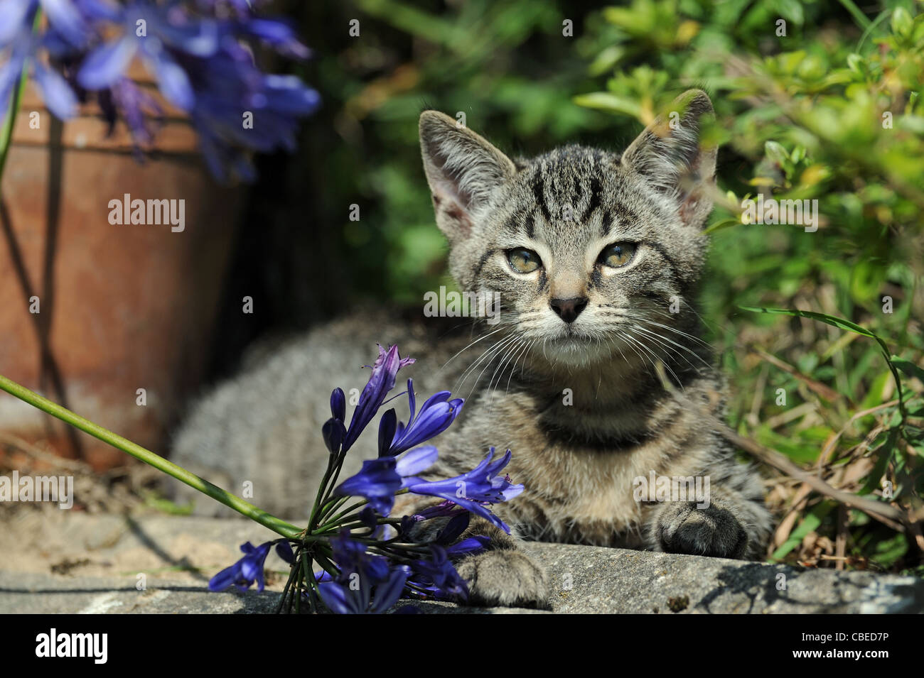 Chat domestique (Felis catus, Felis silvestris). Chaton couché dans un jardin. Banque D'Images