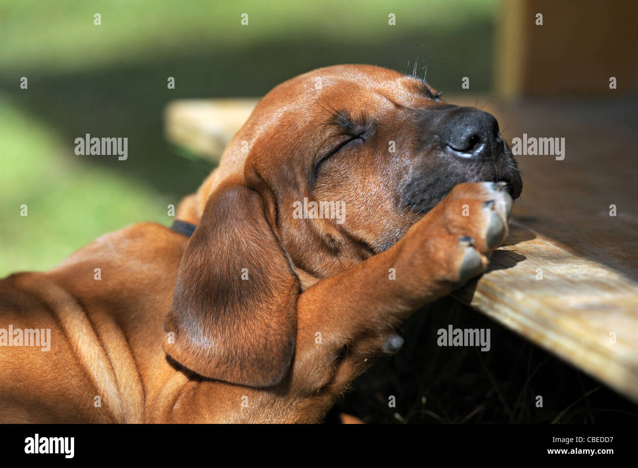 Le Rhodesian Ridgeback (Canis lupus familiaris). Chiot dormir avec sa tête sur une planche en bois. Banque D'Images
