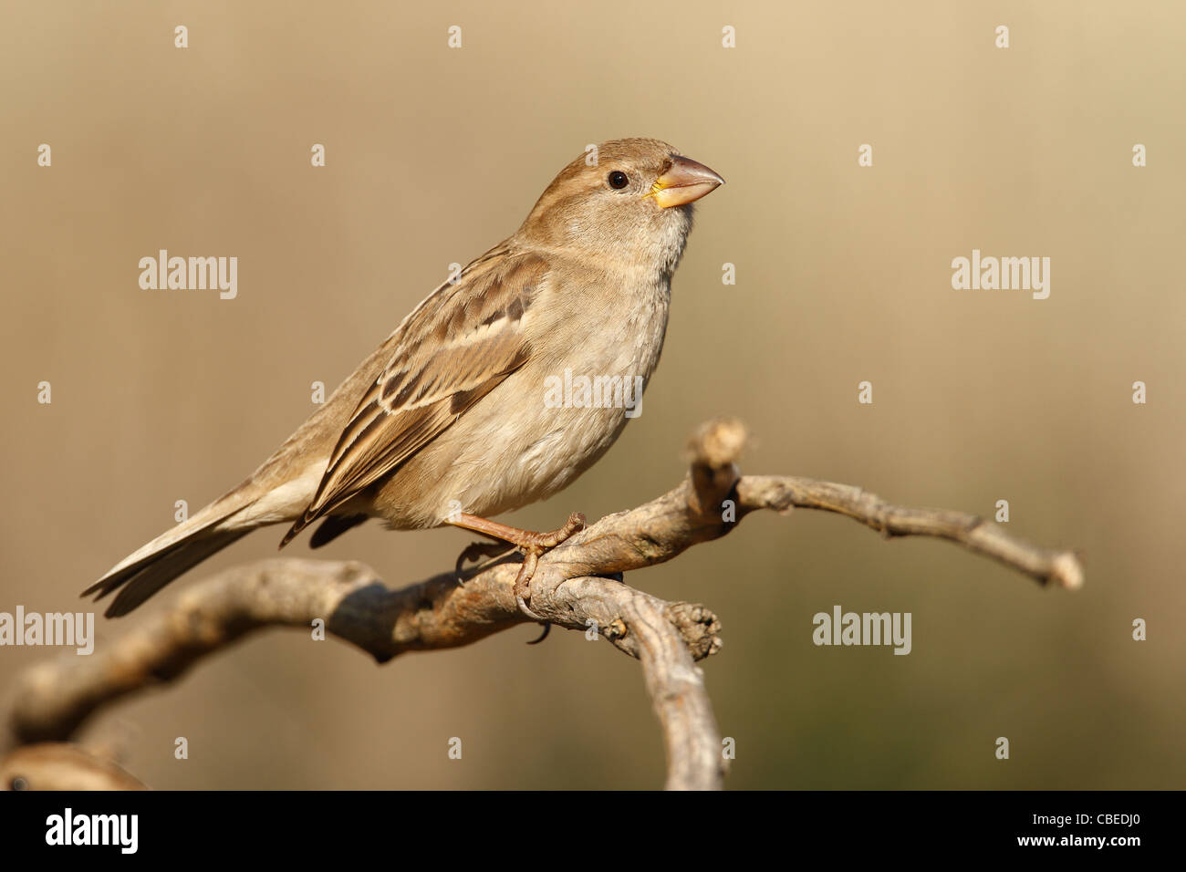 Moineau espagnol (Passer hispaniolensis), femme perché sur une branche. Banque D'Images