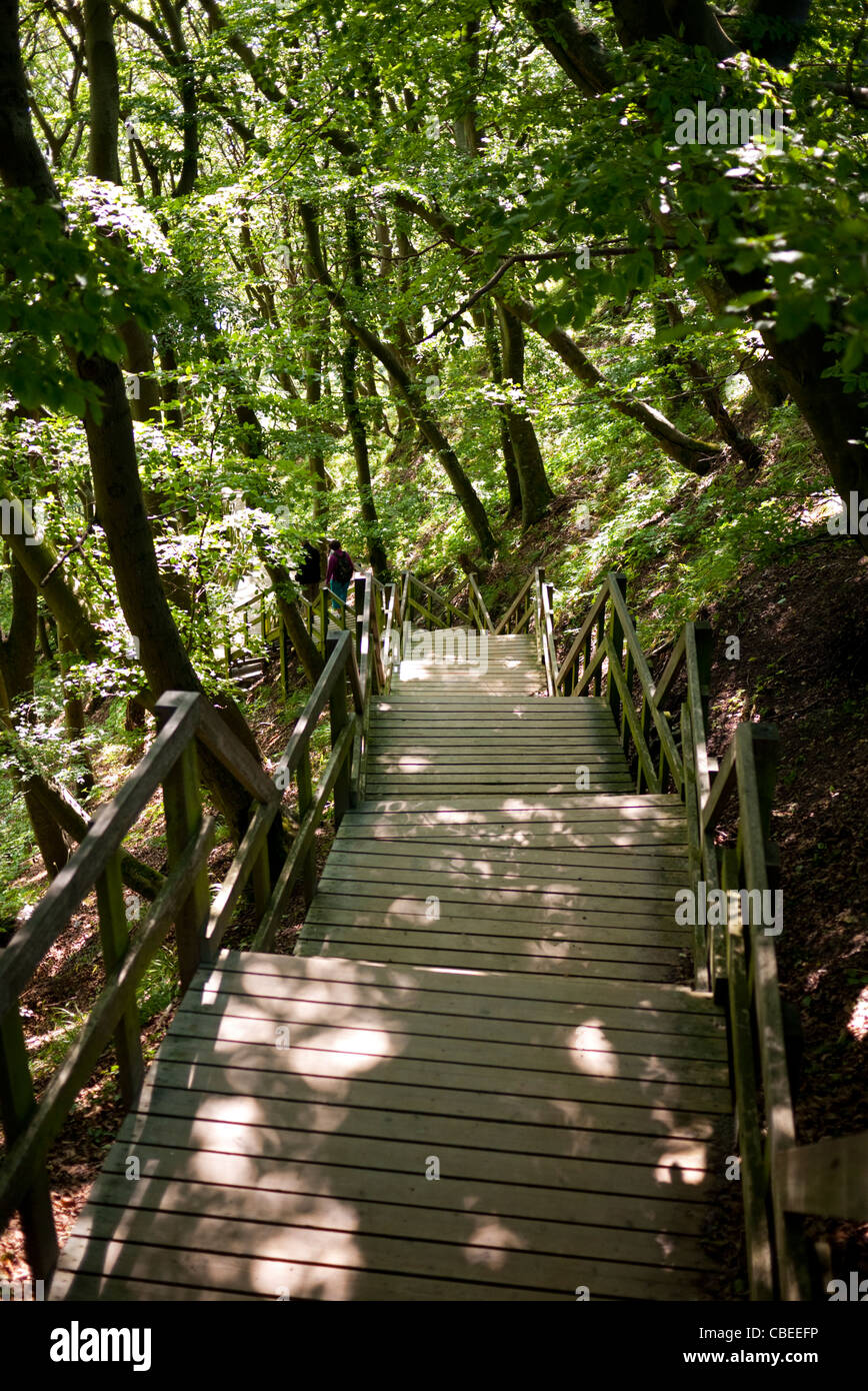 500 marches jusqu'à la plage du haut des falaises calcaires à Mons klint Danemark Banque D'Images