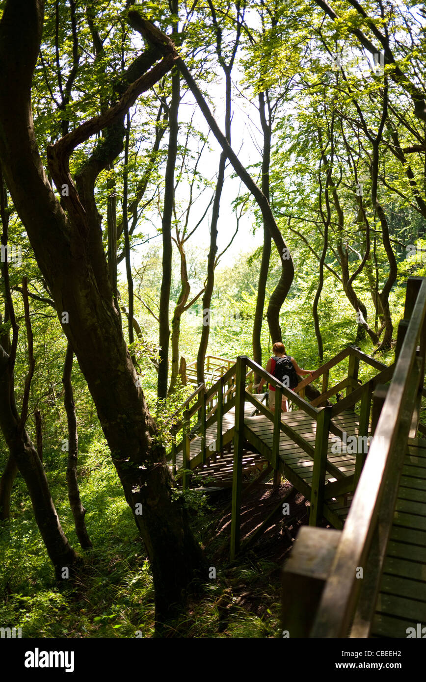 500 marches jusqu'à la plage du haut des falaises calcaires à Mons klint Danemark Banque D'Images