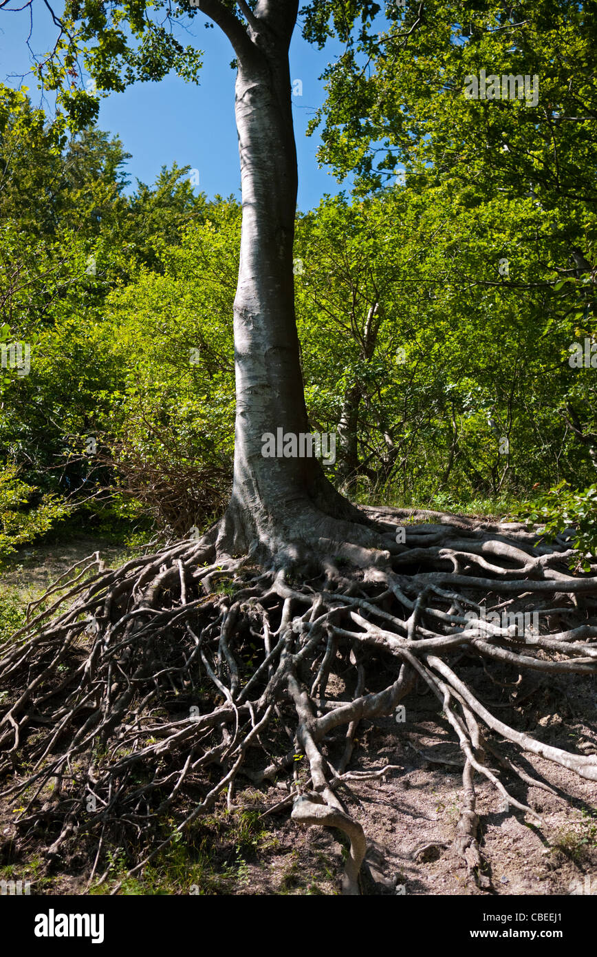 Beech tree avec racine système exposé Banque D'Images
