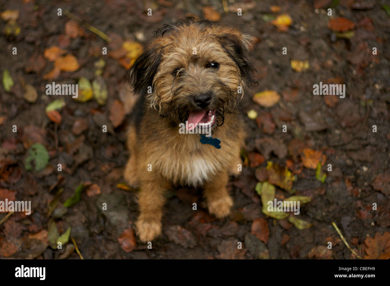 Un Cross Border terrier Jack Russell assis parmi les feuilles. Banque D'Images