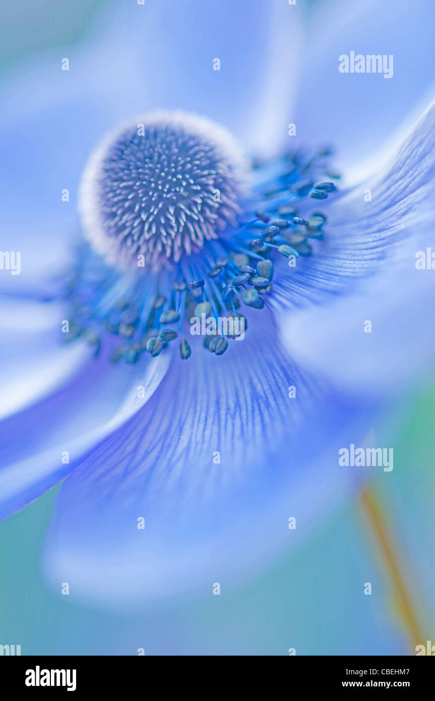 Anemone coronaria, fleur bleue sous réserve. Banque D'Images