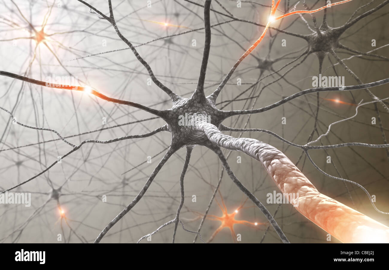 L'intérieur du cerveau. Concept des neurones et du système nerveux. Banque D'Images