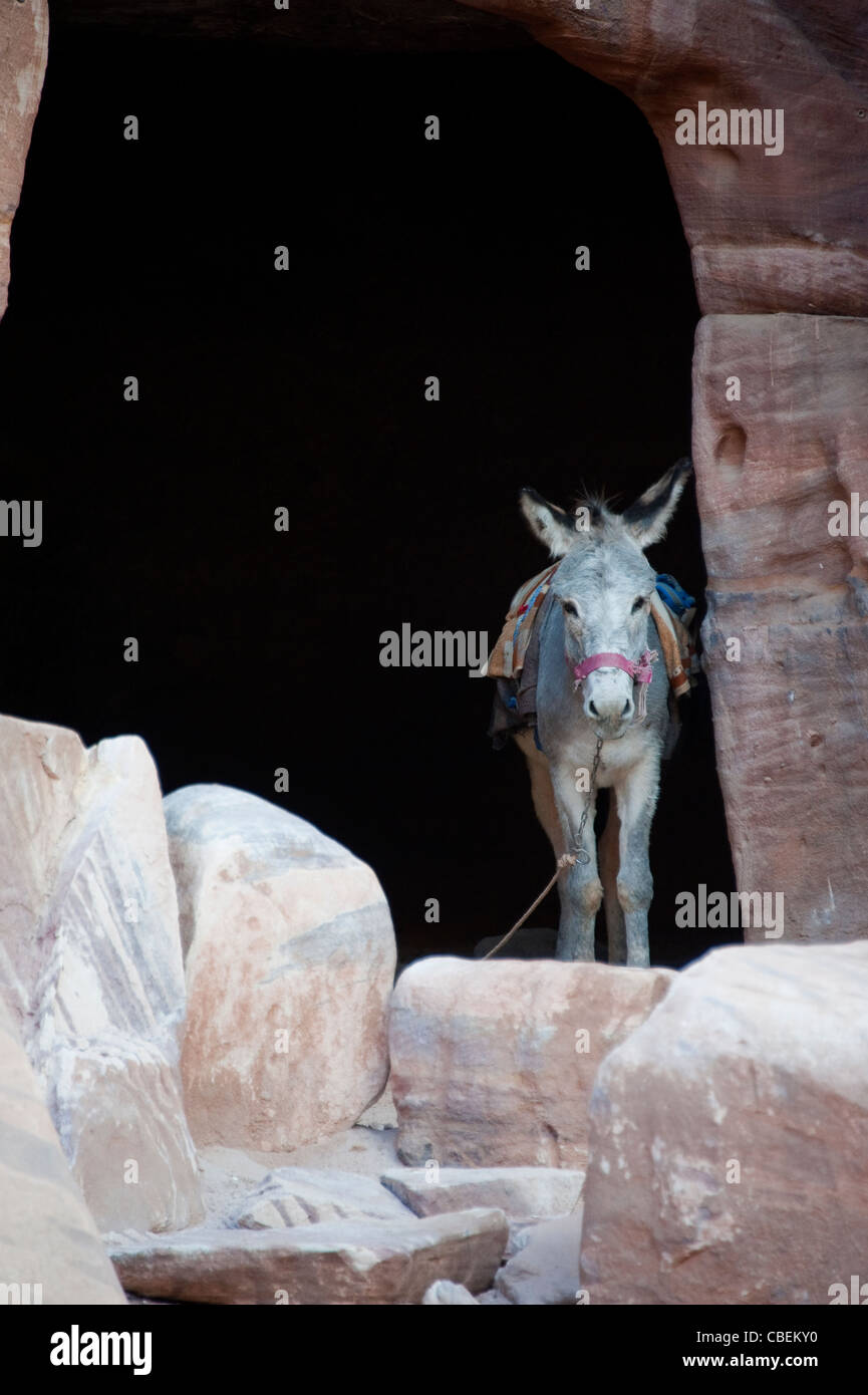 Ane en caverne à Petra, Jordanie Banque D'Images