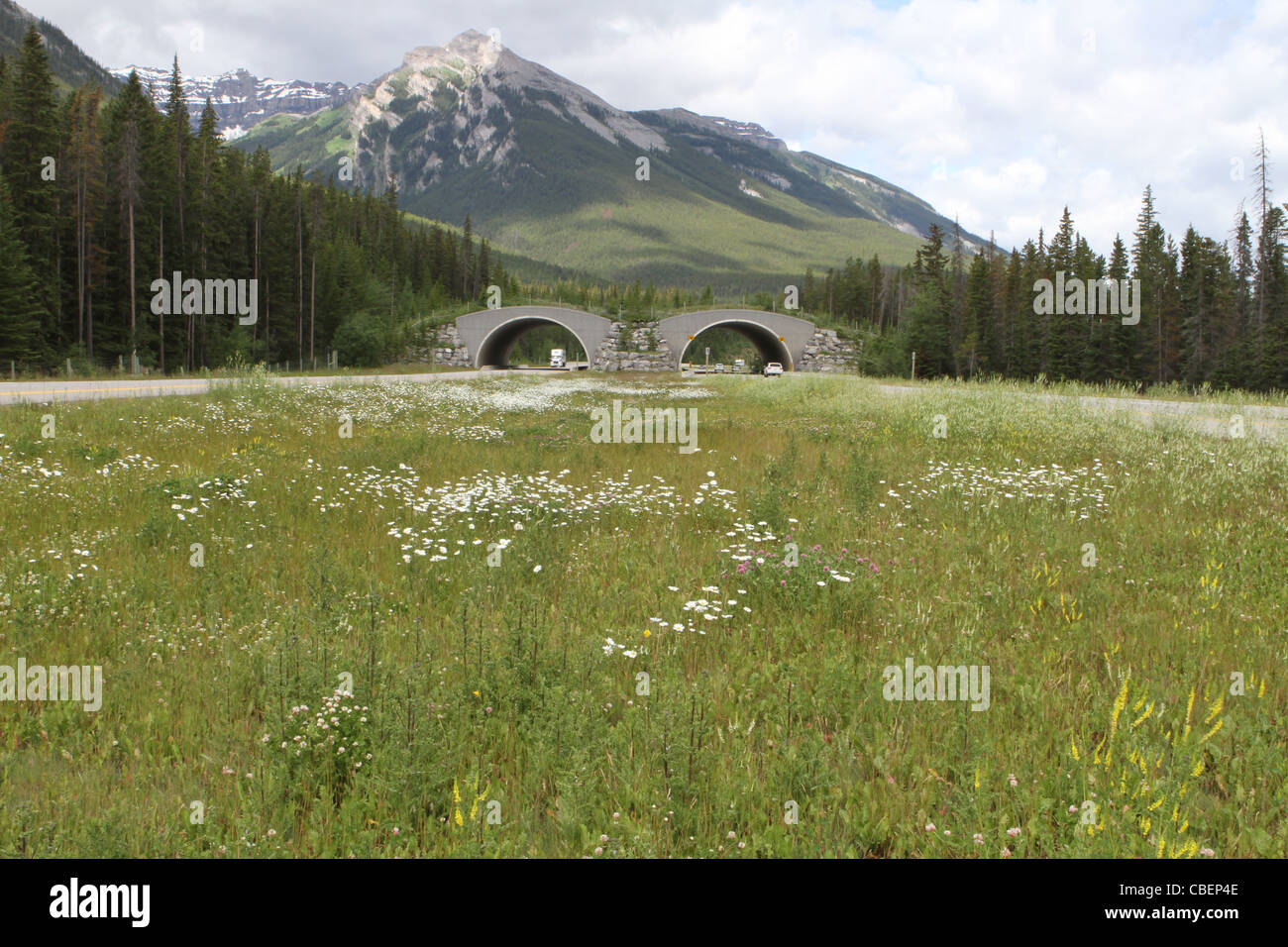 Passage à niveau de la faune, le parc national Banff alberta canada Banque D'Images