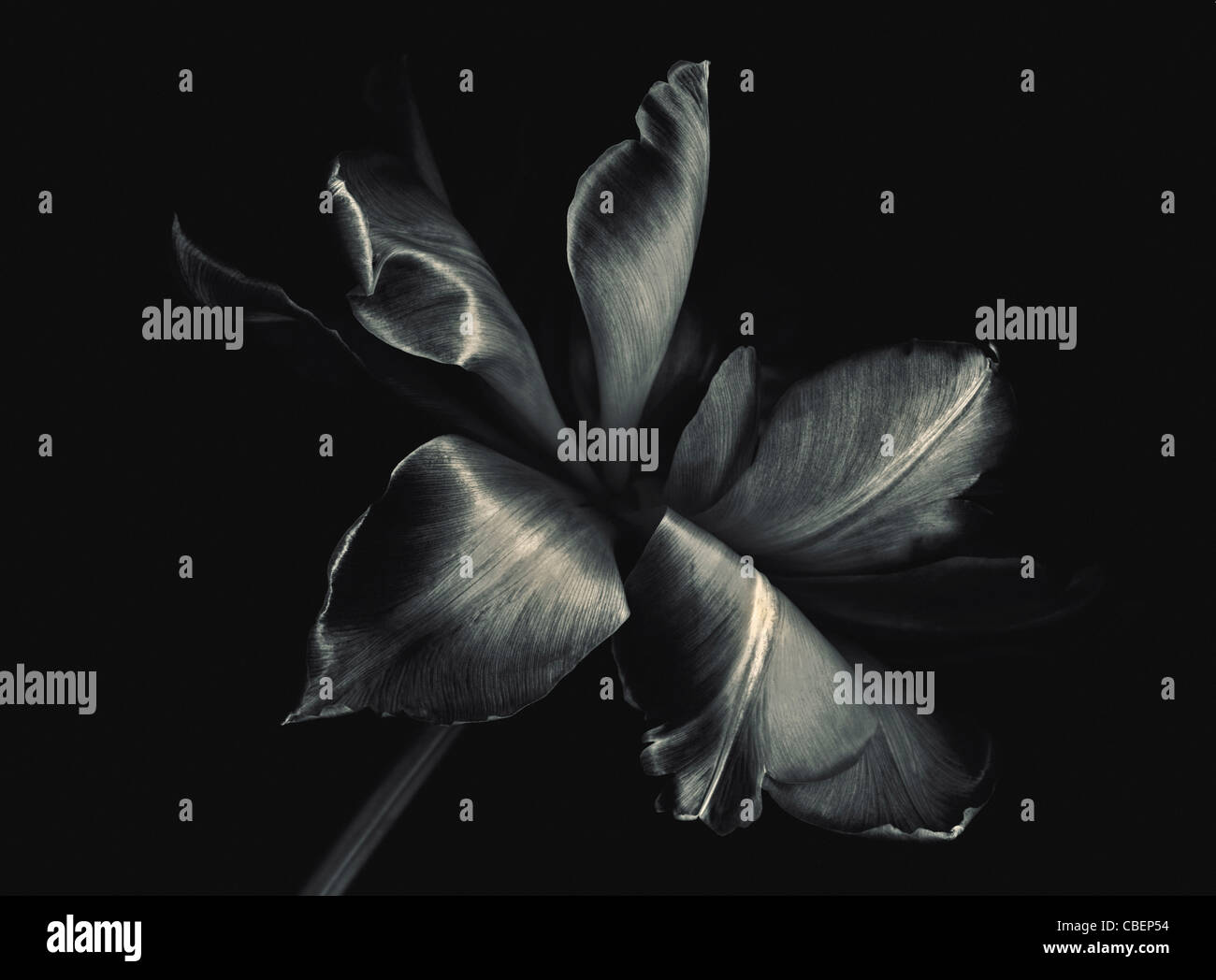 Tulip Tulipa Cultivar, fleur, noir et blanc, fond noir. Banque D'Images
