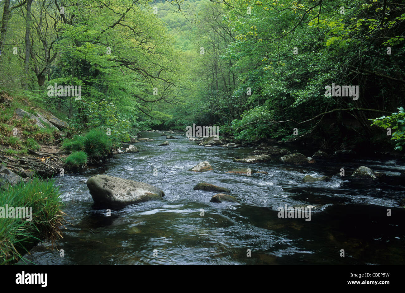 River Teign près de Fingle Bridge. Parc National de Dartmoor. Devon UK Banque D'Images