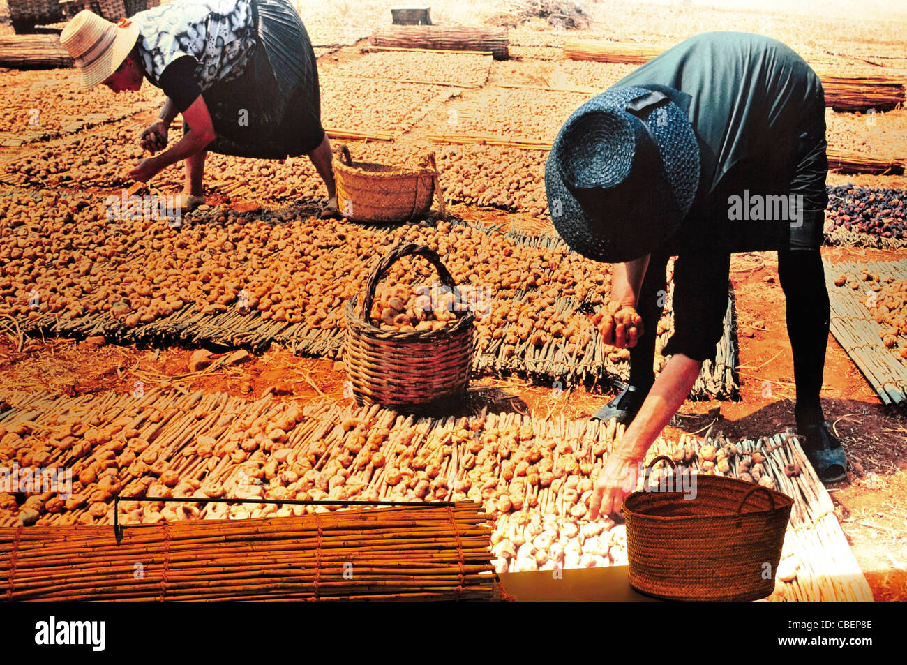 Le Portugal, l'Algarve : image historique d'agriculteurs mettant des femmes de figues sèches dans le soleil, Museu de 2124 Exposition Banque D'Images