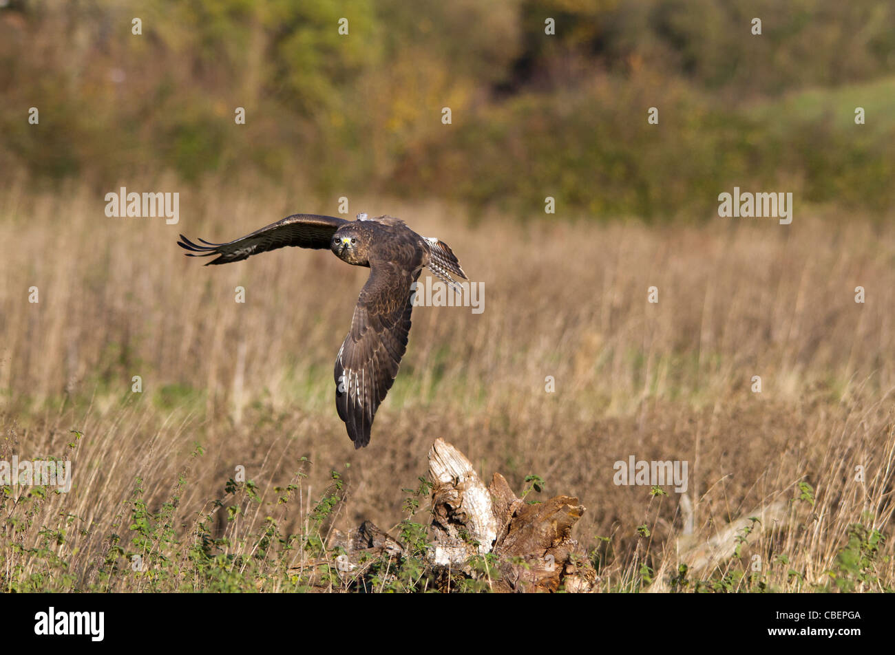 Buse variable (Buteo buteo) en vol Banque D'Images