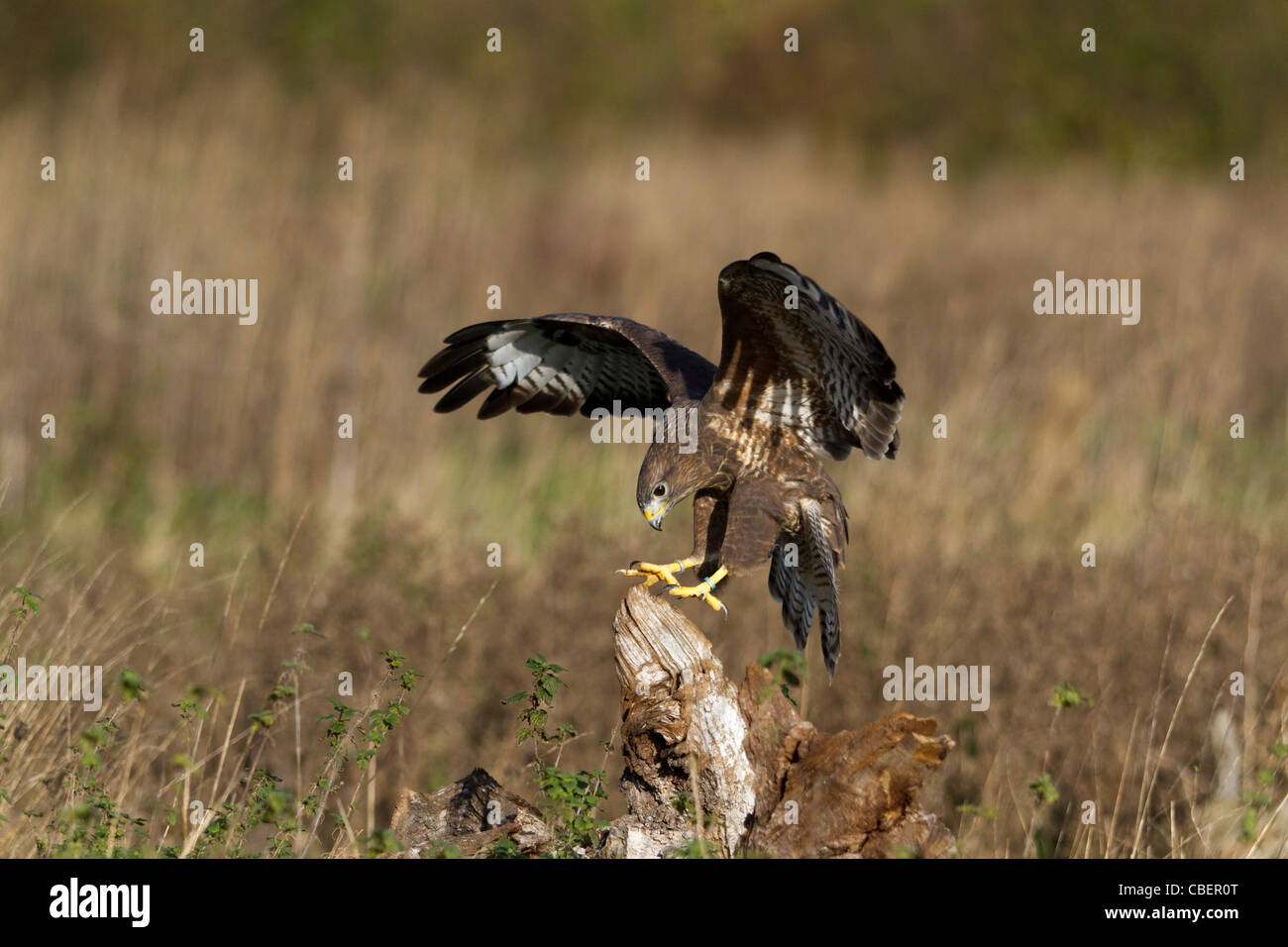 Buse variable (Buteo buteo) atterrissage sur une souche d'arbre dans un champ Banque D'Images