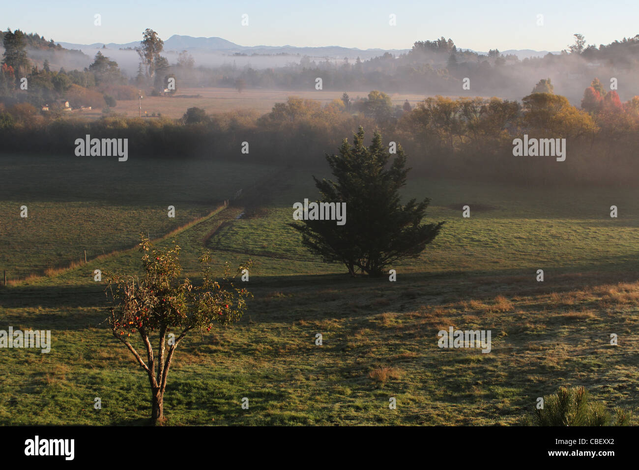Un matin brumeux dans le Comté de Sonoma. Banque D'Images