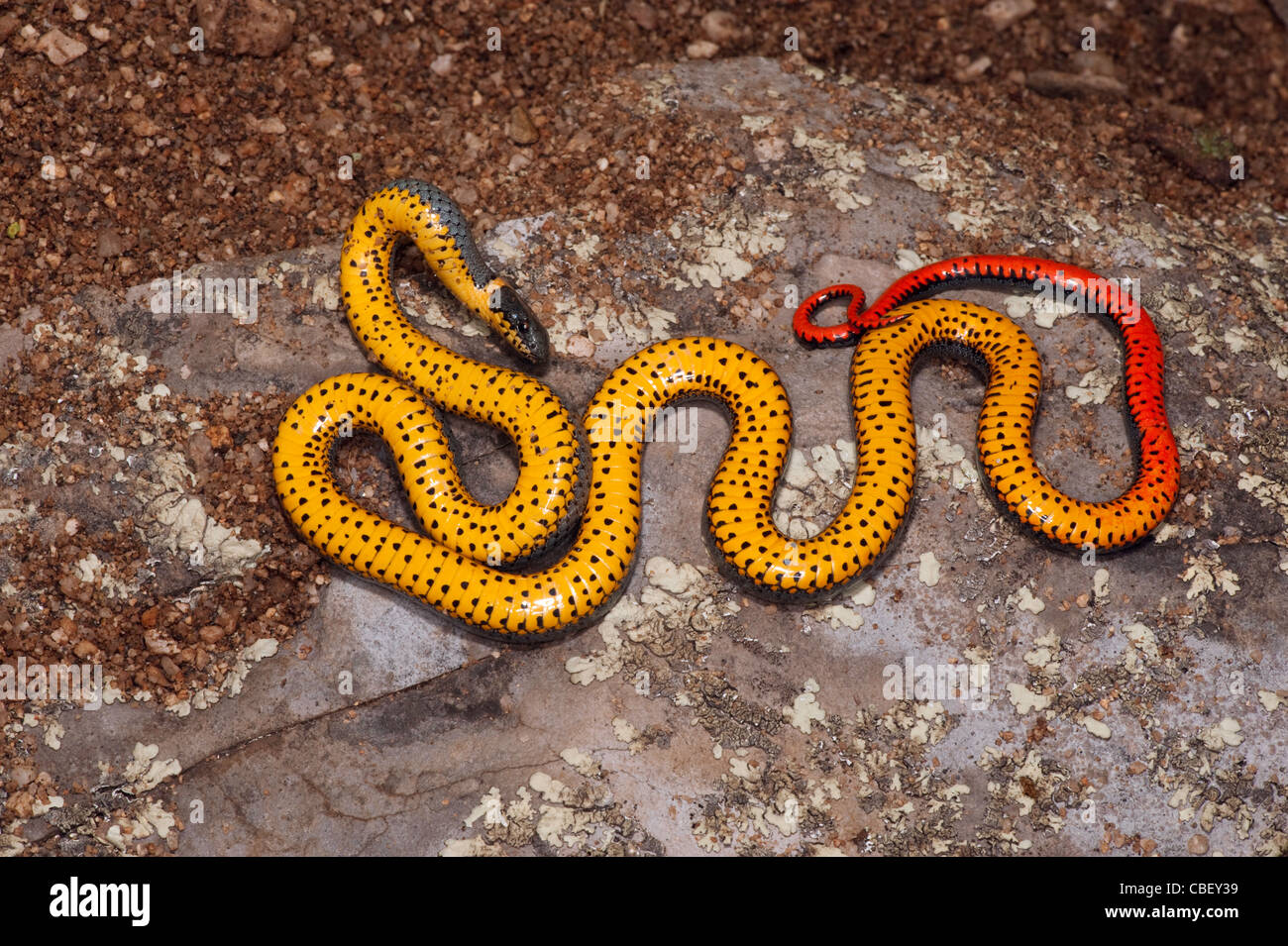 La couleuvre à collier Diadophis punctatus Catalina, comté de Pima, Arizona, United States 4 octobre Colubridés Adultes Banque D'Images