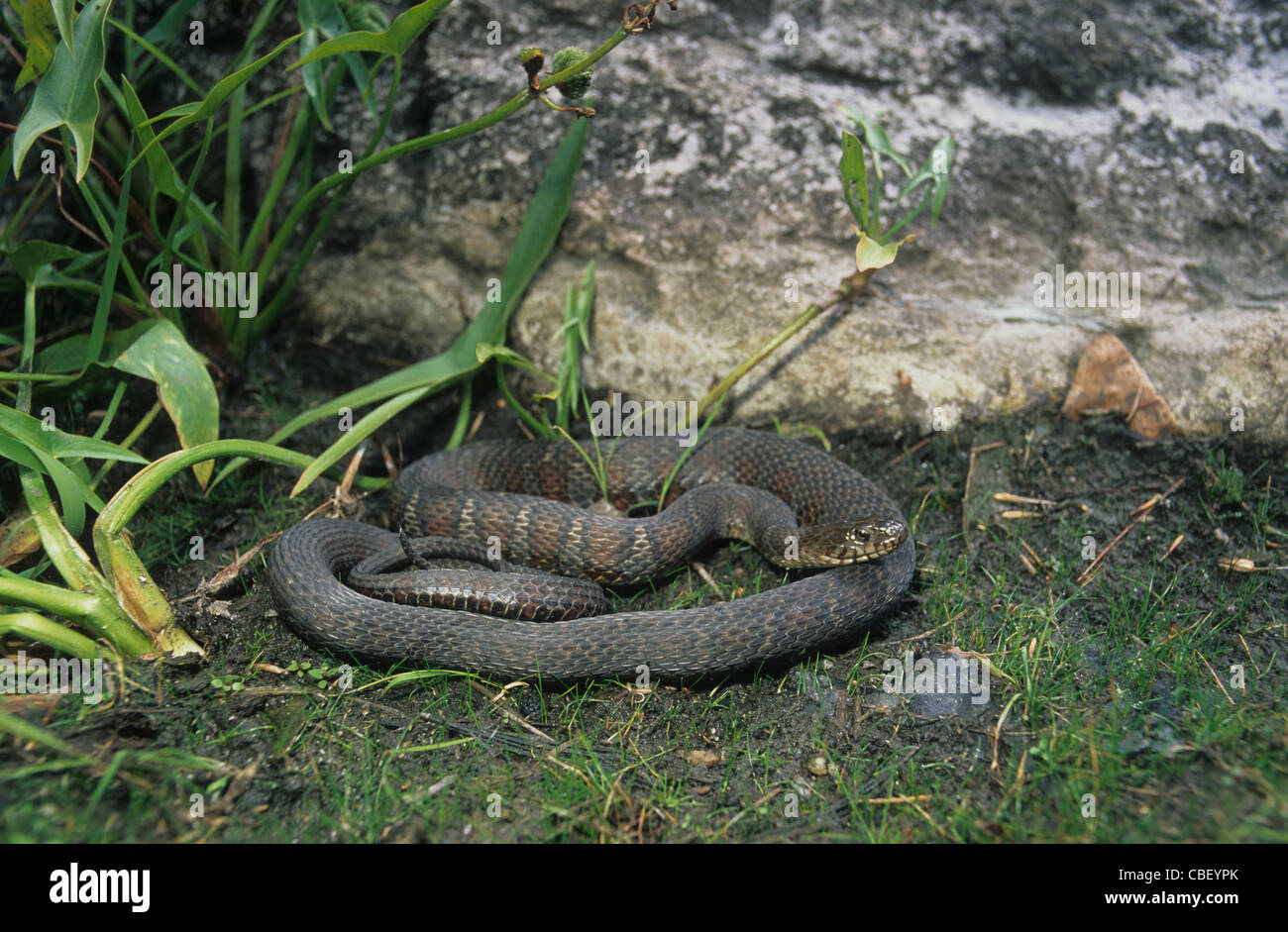Couleuvre d'eau Nerodia sipedon. L'Ontario, Canada Banque D'Images