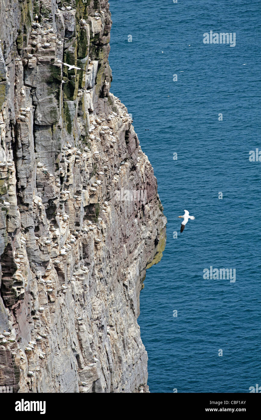 Les falaises de l'noupe de Noss, Shetland un important site de nidification Gannet, îles Shetland. 7758 SCO Banque D'Images