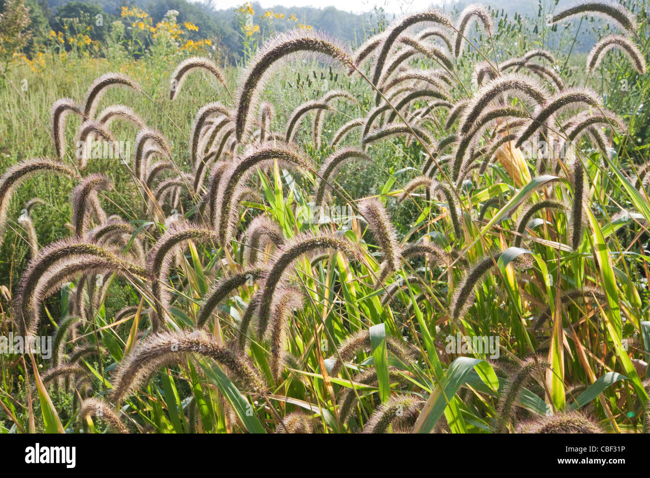 Sétaire verte (Setaria faberi) dans une ferme de Virginie. L'herbe est une espèce exotique envahissante qui fournit la nourriture pour les oiseaux. Banque D'Images