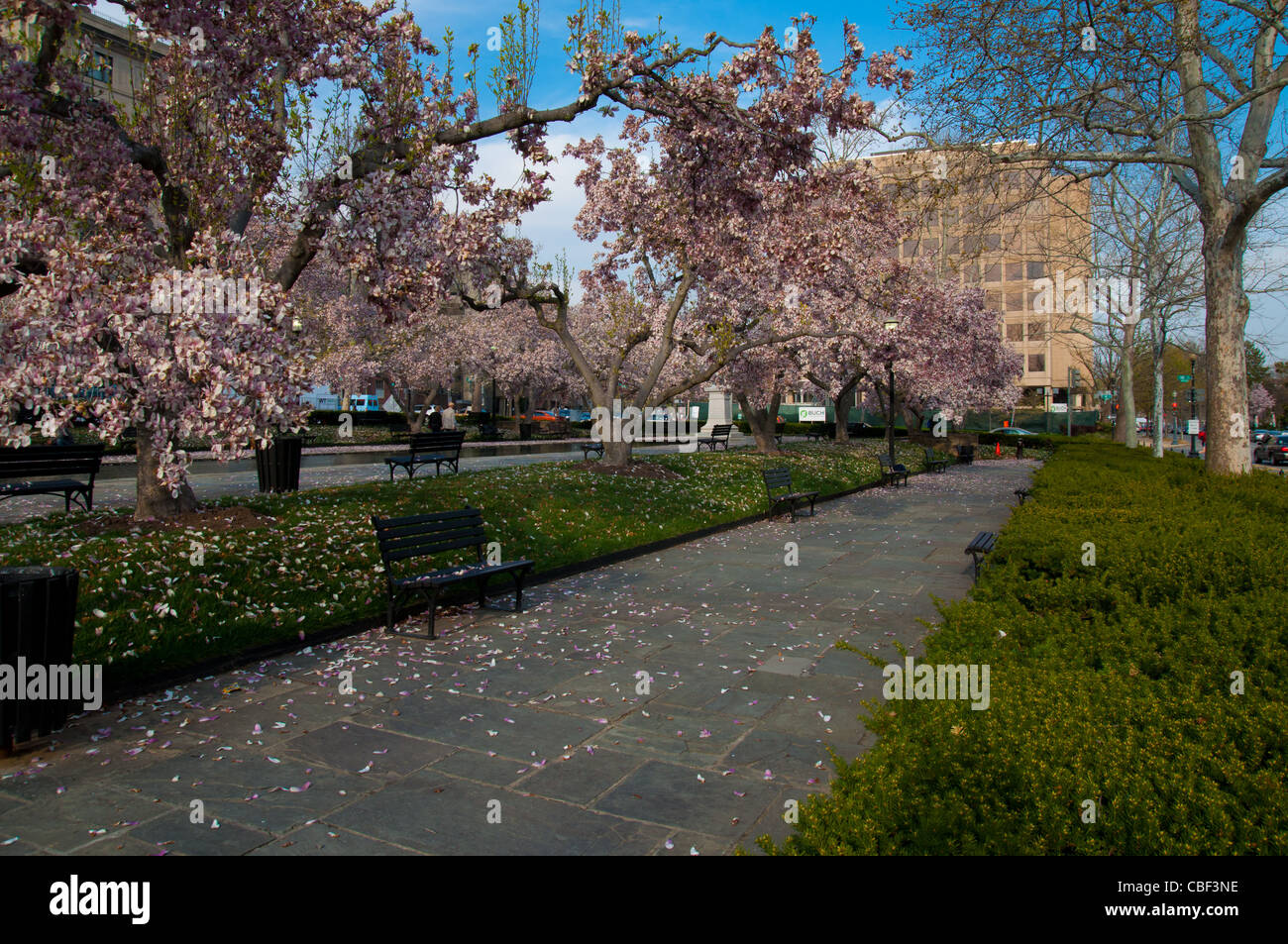 Rawlins Park à Washington DC avec fleurs de cerisier Banque D'Images