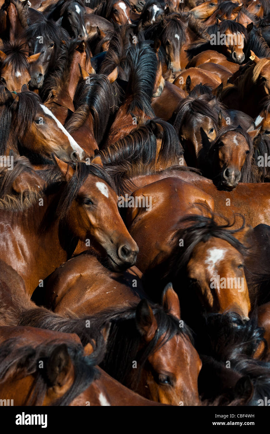 Chevaux sauvages rassemblés dans l'arène bondée pendant la RAPA DAS BESTAS (Cisaillement des bêtes) festival dans Torroña, Espagne. Banque D'Images