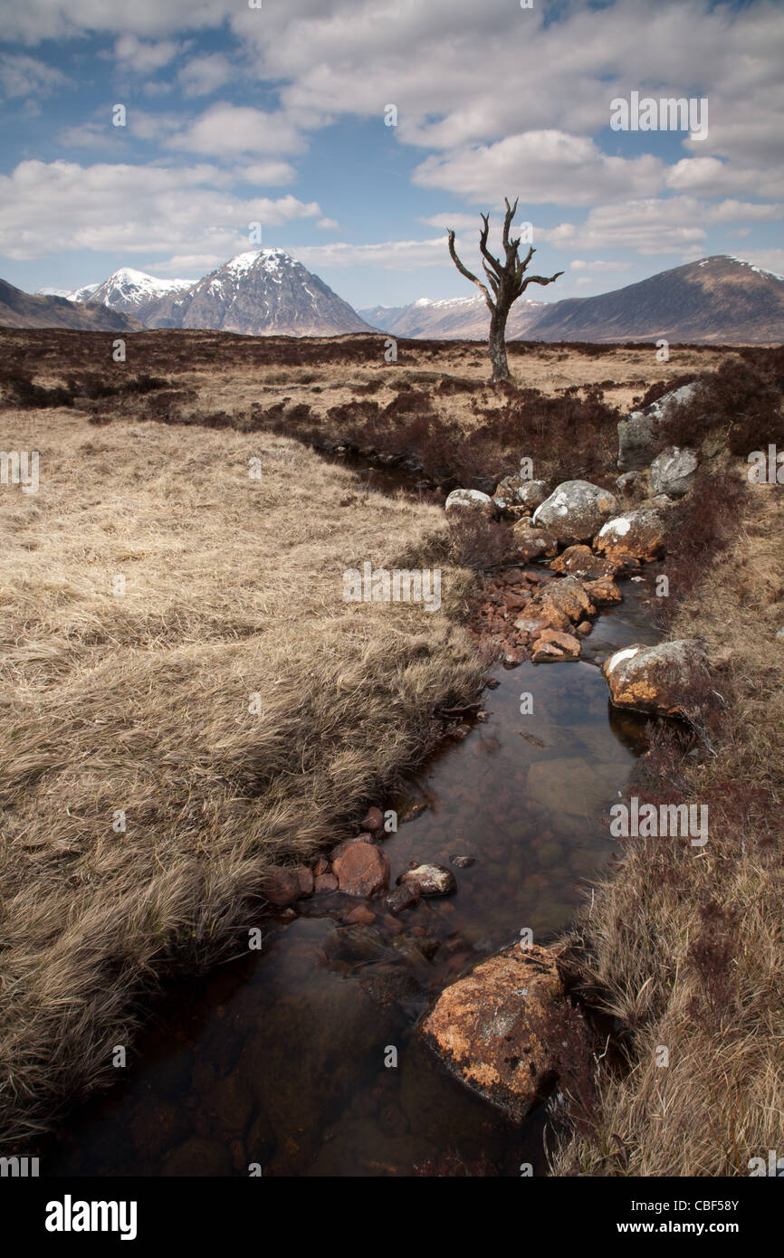 Arbre généalogique squelette, Rannoch Moor, Ecosse Banque D'Images