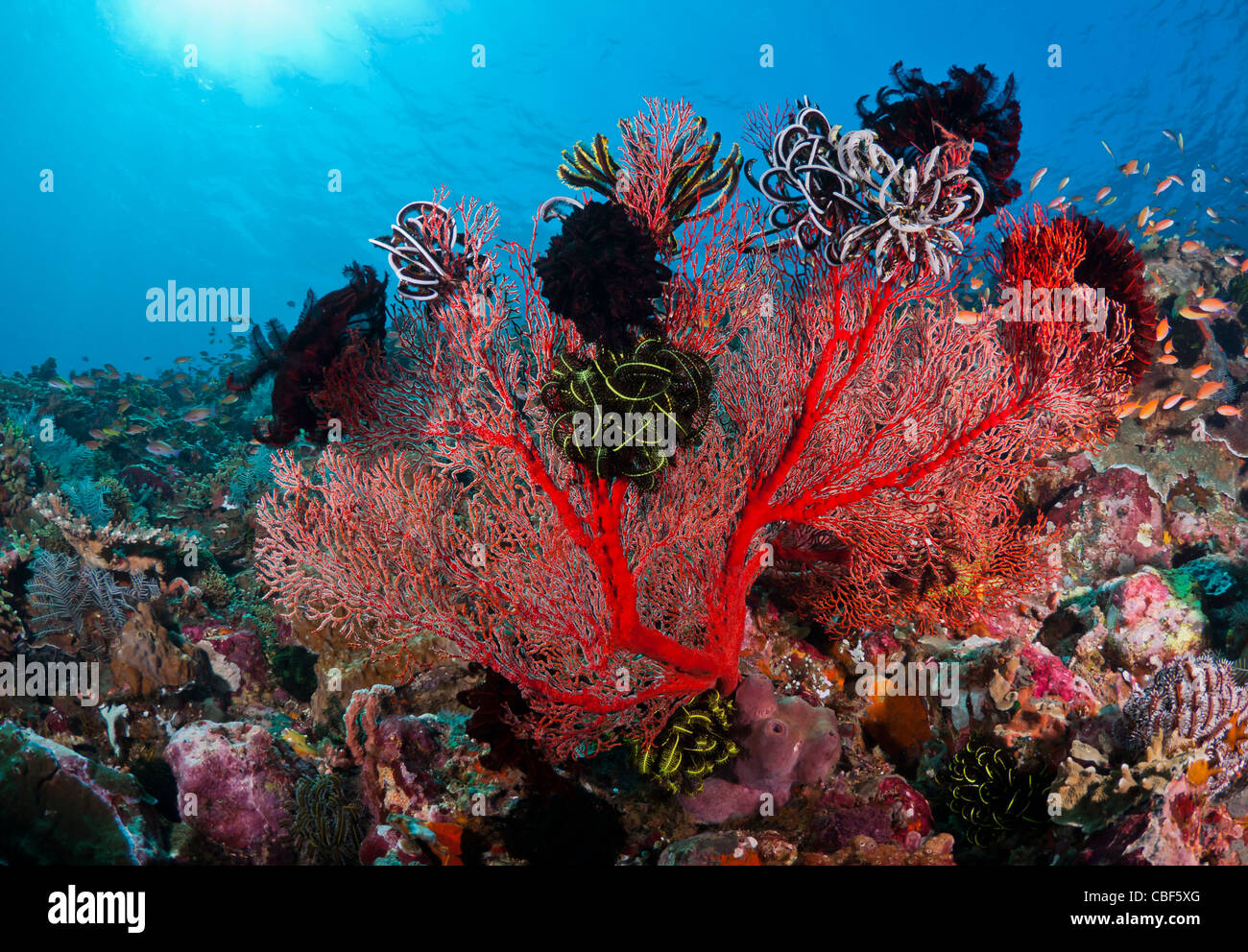 Beau ventilateur corail rouge couverts dans Featherstars à Bali, Indonésie Banque D'Images