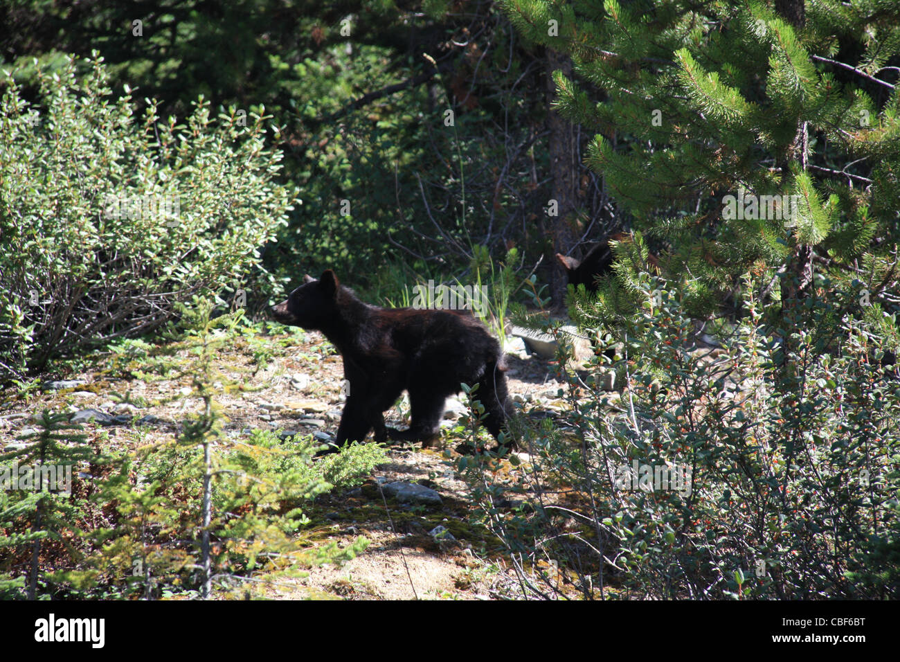 Baby black bear cub Banque D'Images