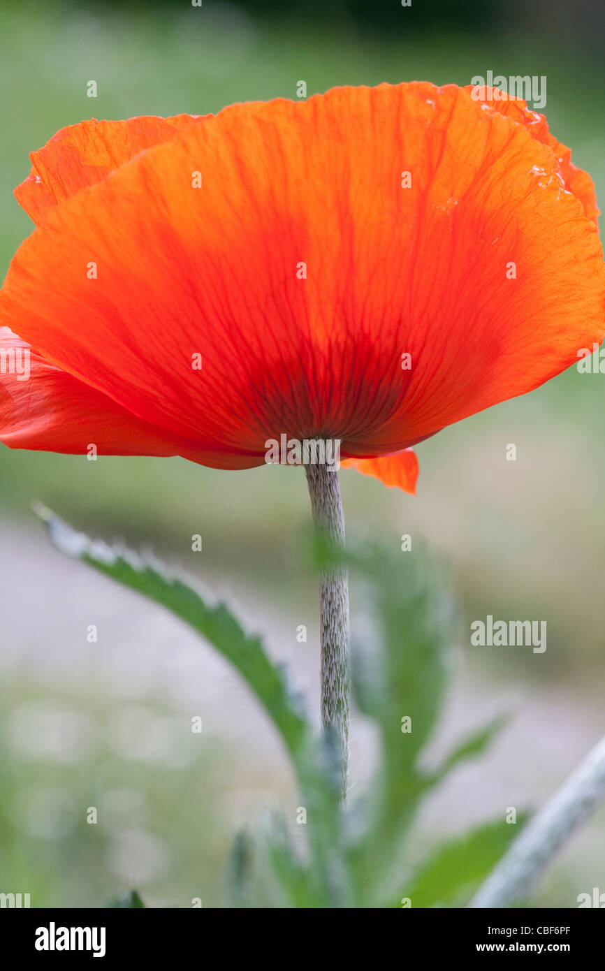 Papaver orientale, pavot d'Orient, fleur rouge sujet. Banque D'Images