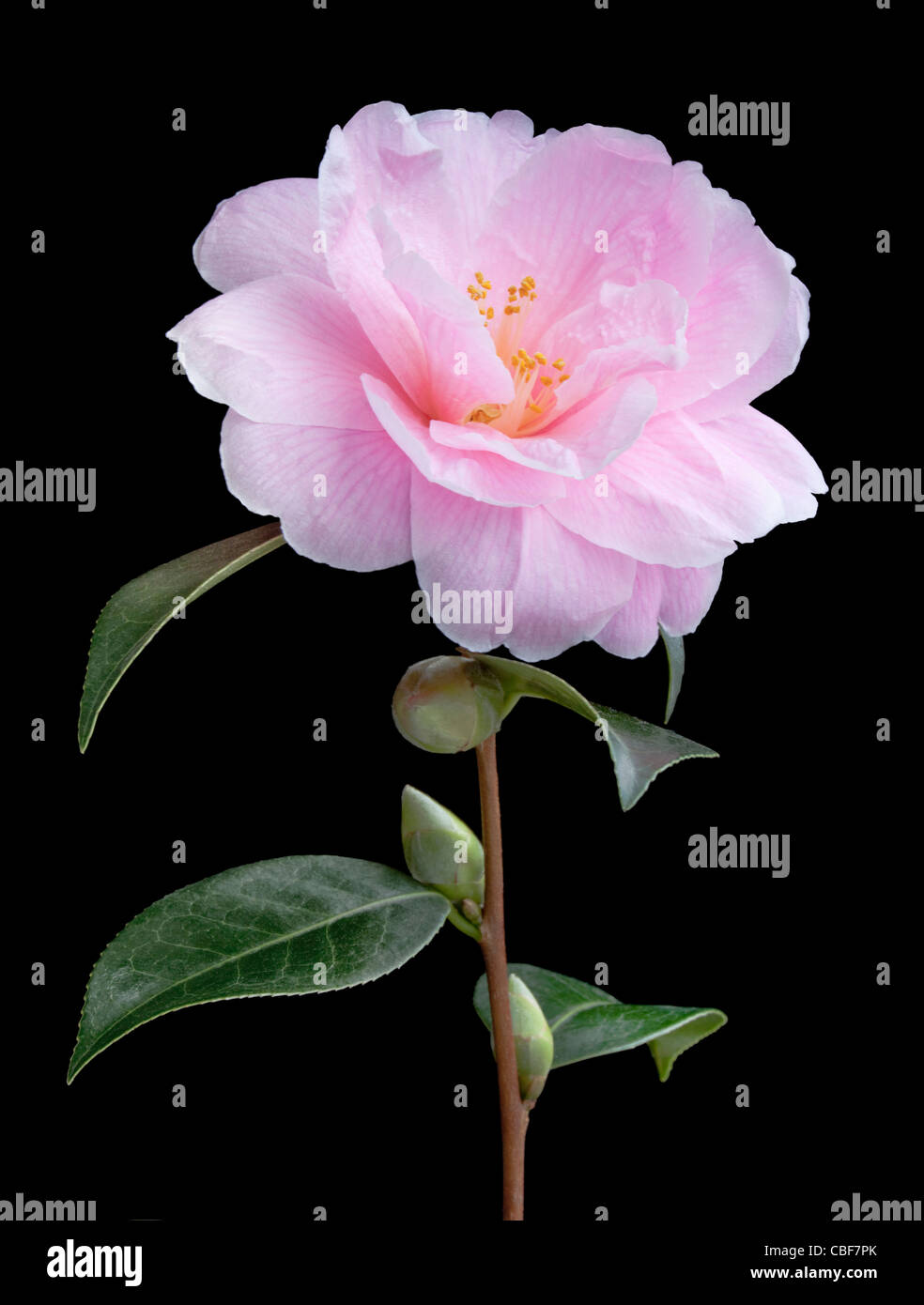 Camellia x williamsii «don', Camellia, rose fleur sujet, fond noir. Banque D'Images