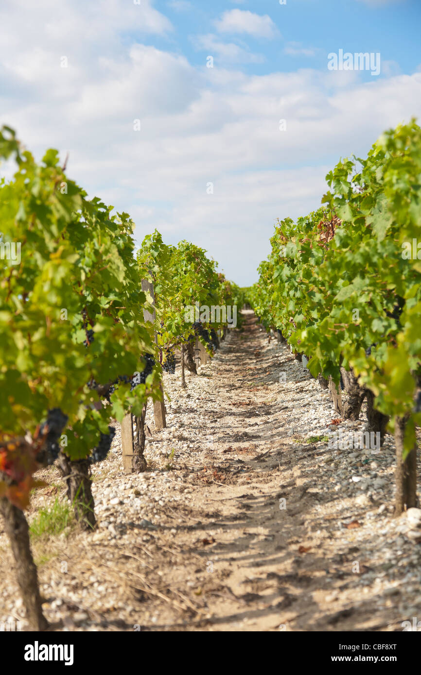 , Le Vin de Château Margaux attend 25 mois en fût en bois, de diverses et différentes espèces d'arbres français. Ce processus apporter Banque D'Images