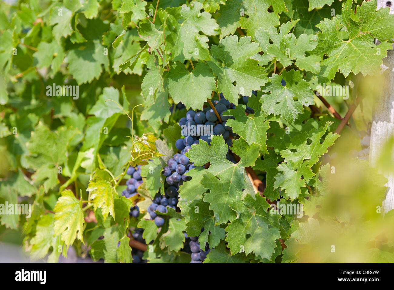 Les raisins noirs et de vigne., Le Château Margaux vin attend 25 mois en fût en bois, de divers et différents arbres français Banque D'Images