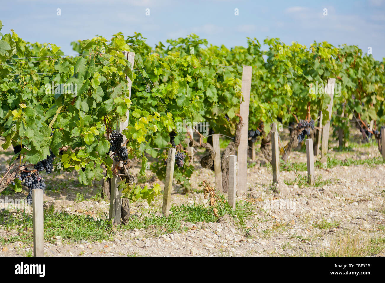 Cep., Le Château Margaux vin attend 25 mois en fût en bois, de diverses et différentes espèces d'arbres français. Cette pr Banque D'Images