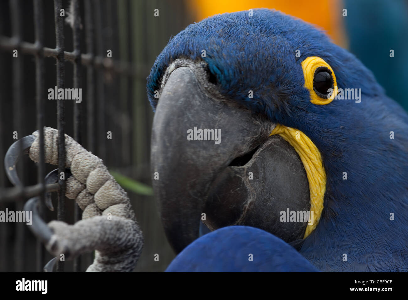 Anodorhynchus hyacinthinus Hyacinth Macaw (). Oiseaux de volière. Tête en close-up. Banque D'Images