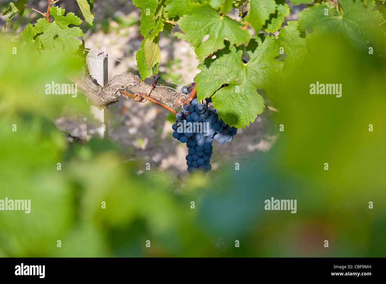Le raisin noir et de feuilles de vigne., Le Château Margaux vin attend 25 mois en fût en bois, de divers et différents tre français Banque D'Images