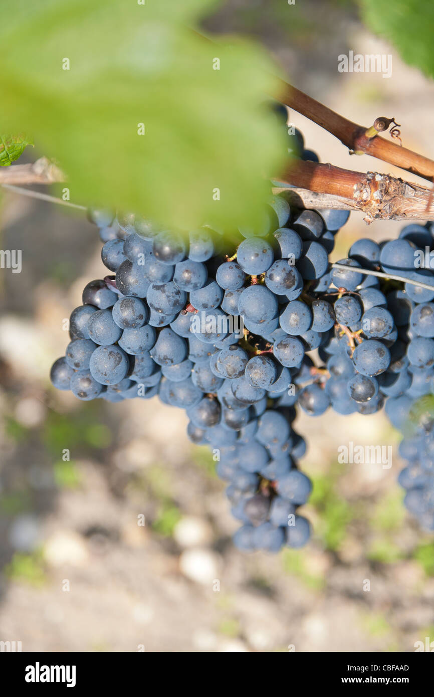 Détail d'un vin noir raisin., Le Château Margaux vin attend 25 mois en fût en bois, de divers et différents tre français Banque D'Images